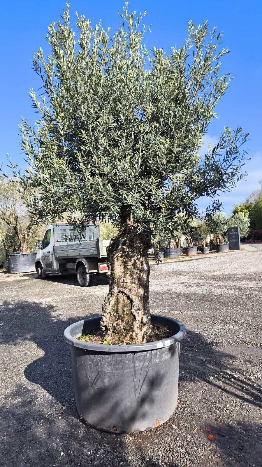Olea Europaea / Mature Olive Tree - Image 2