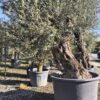 Olea Europaea / Mature Olive Tree - 500L 200-250cm Specimens