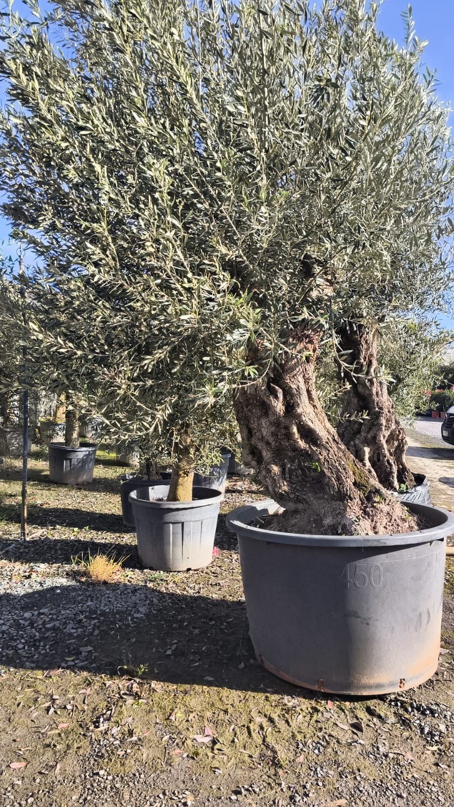 Olea Europaea / Mature Olive Tree