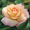 Rosa Peace. - Hybrid Tea Rose - 3.5L