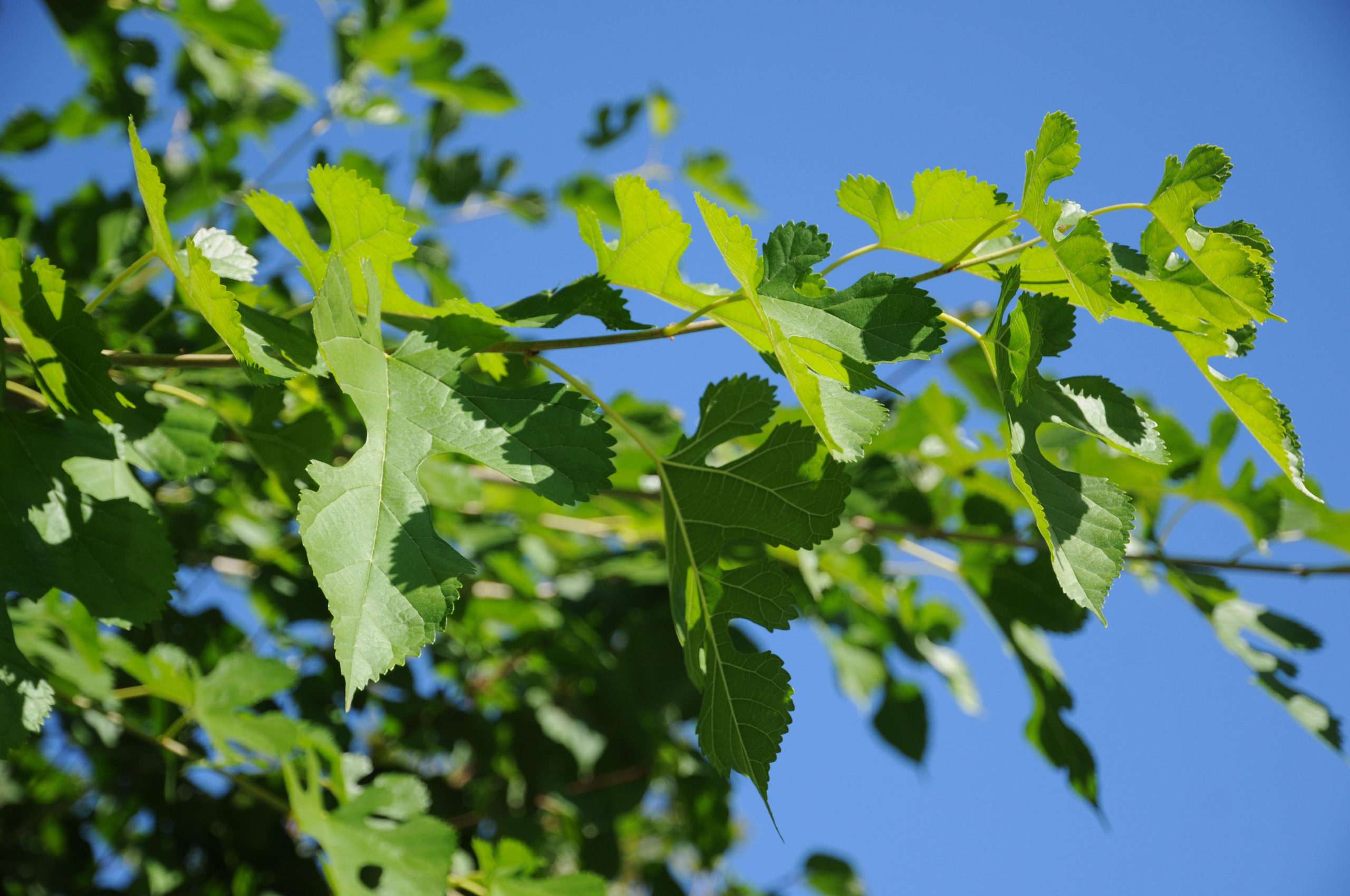 Morus Alba Nana White Mulberry Nana Caragh Nurseries Morus Alba Nana White Mulberry Nana Caragh Nurseries
