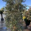 Olea Europaea / Olive  natural conical shape - 70L 160-200cm tall