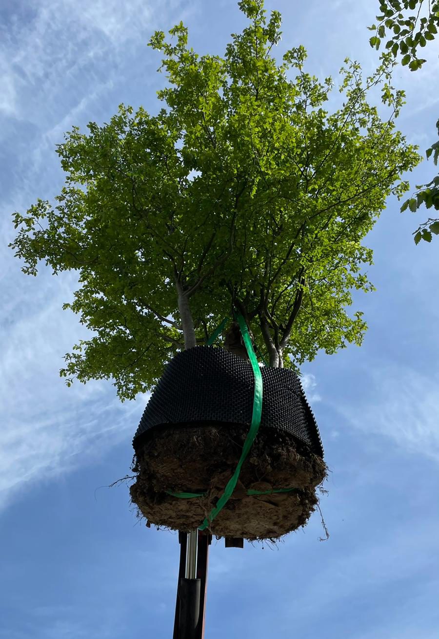 Buying Specimen Trees Online Caragh Nurseries