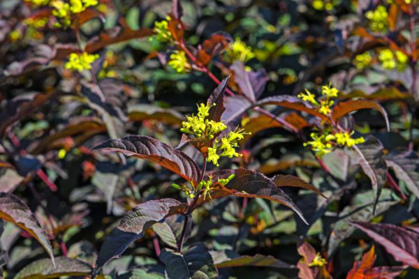 Diervilla splendens 'Diva'
