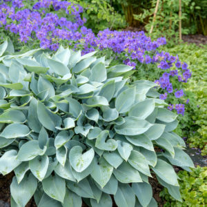 Hosta Halcyon