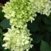 Hydrangea pan. Skyfall - 7.5L 40-60cm