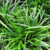 Carex morrowii 'Irish Green' - 2L