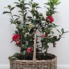 Kubu Oval Basket with Handle - Image 2