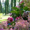 Cupressus sempervirens Pyramidalis / Italian Cypress or Pencil Cypress - Image 2