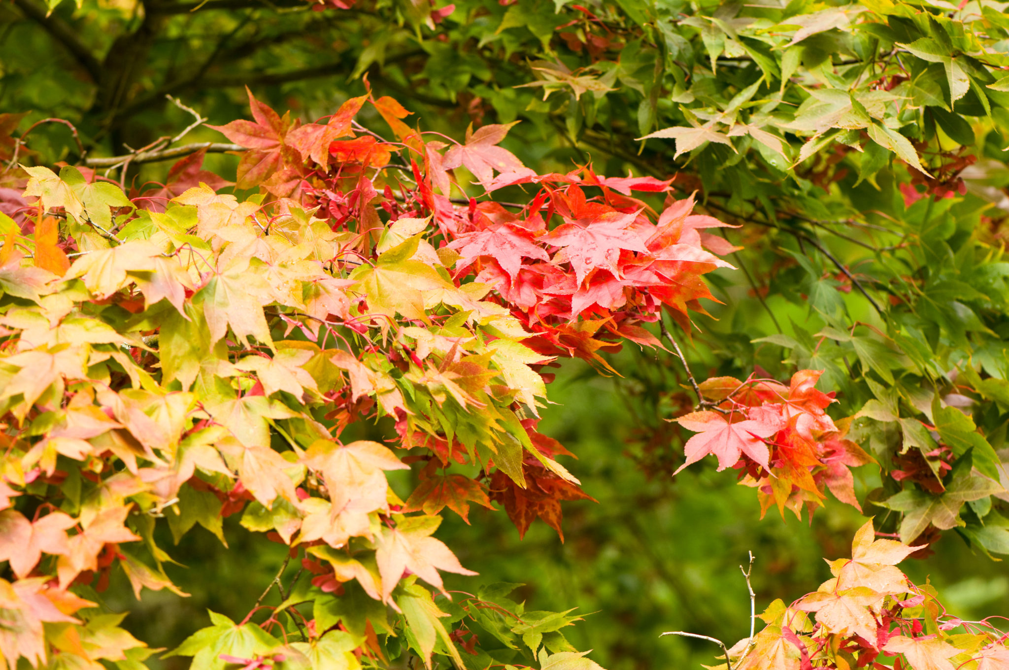 Acer Osakazuki / Japanese Maple Caragh Nurseries