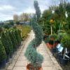 Cupressus Arizonica Fastigiata Spirals - 35L 160-180cm