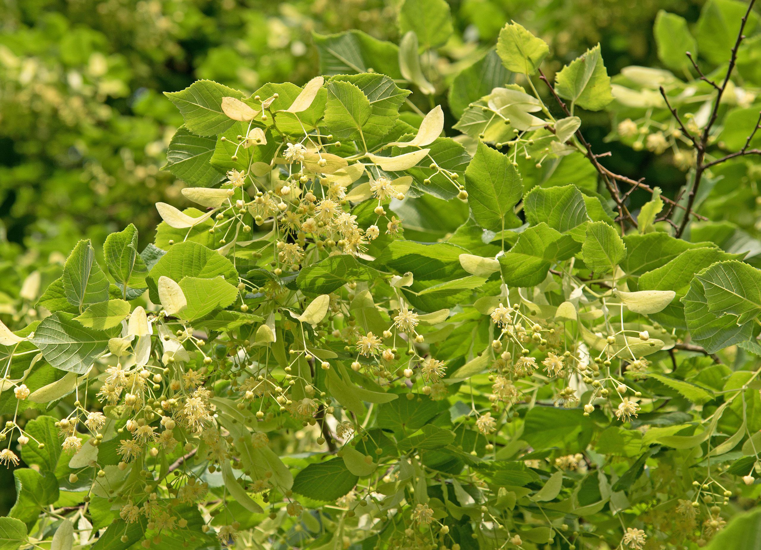 Linwood Tree Linden flowers on the tree – Caragh Nurseries