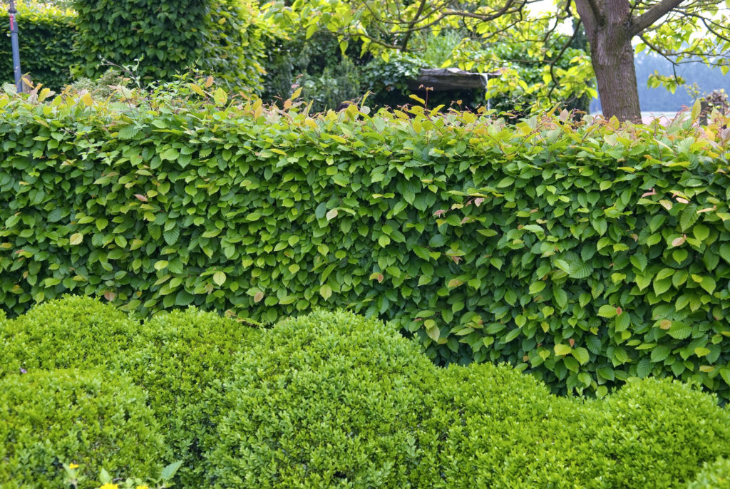 Hornbeam hedging 