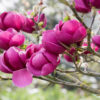 Magnolia Black Tulip specimen multistem - 110L 200-250cm tall, multistem