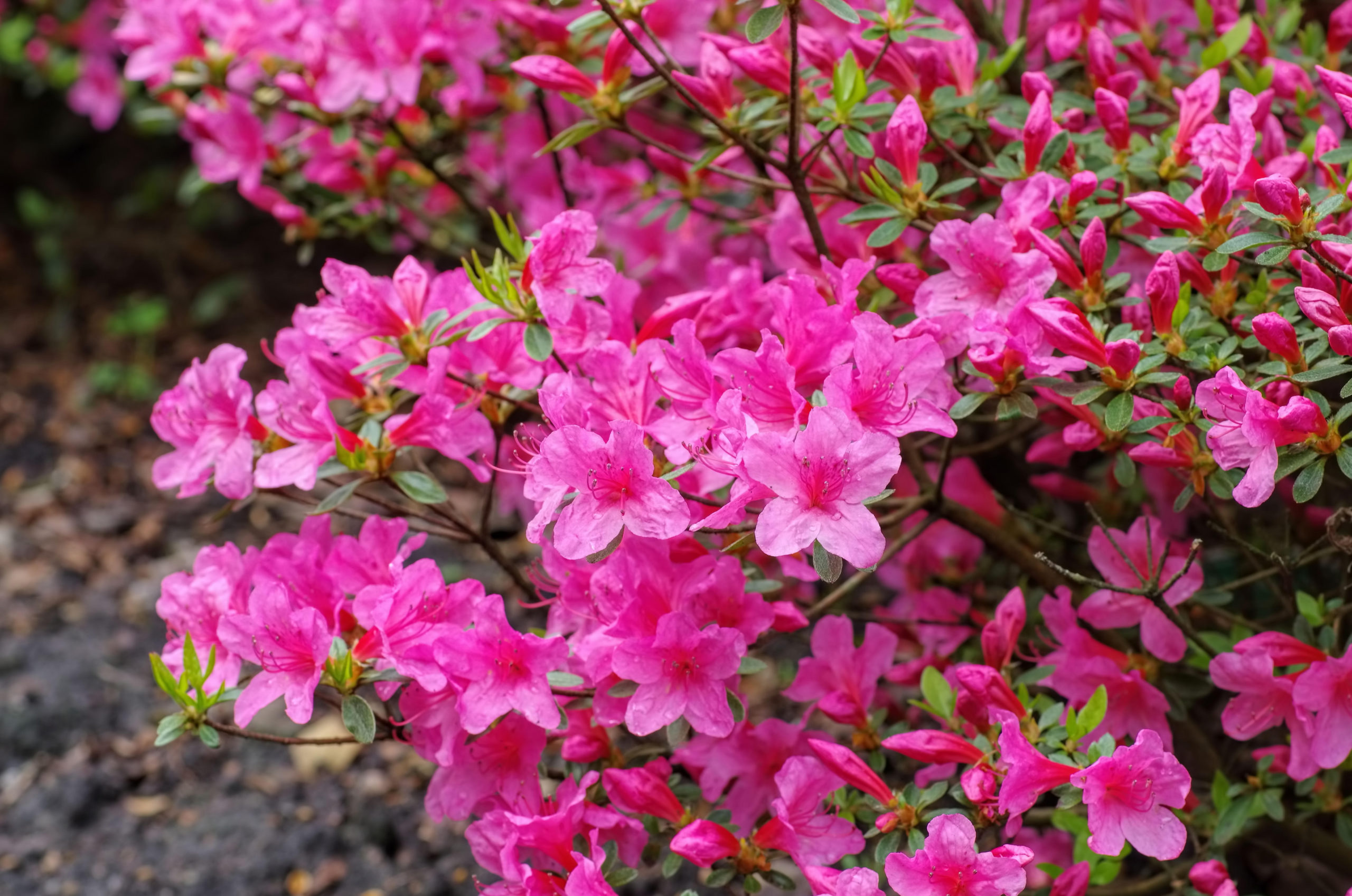 Azalea Japonica Half Standard Caragh Nurseries Azalea Japonica Half Standard Caragh Nurseries