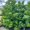 Liquidambar styraciflua - Image 2