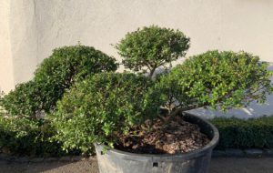 Ilex crenata bonsai 80-100cm | Caragh Nurseries