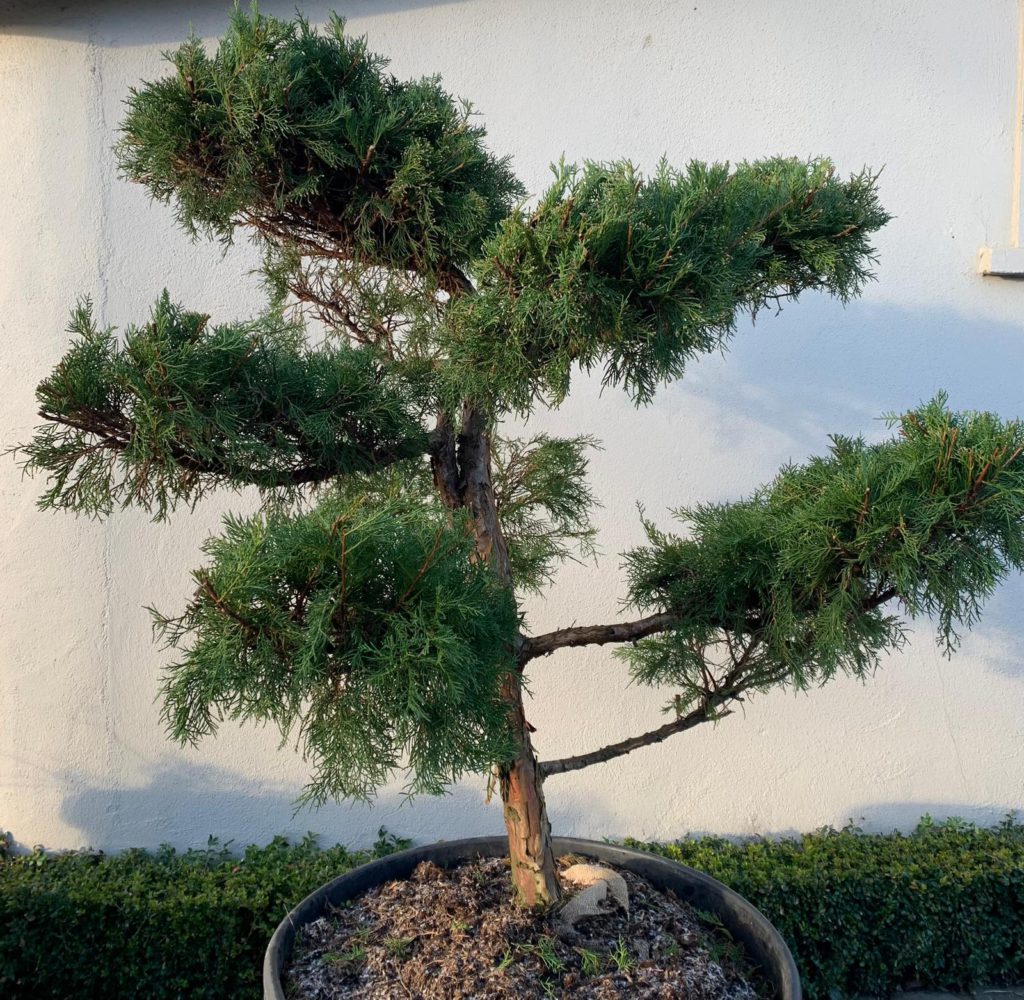 Juniper x media Mint Julep Bonsai Caragh Nurseries