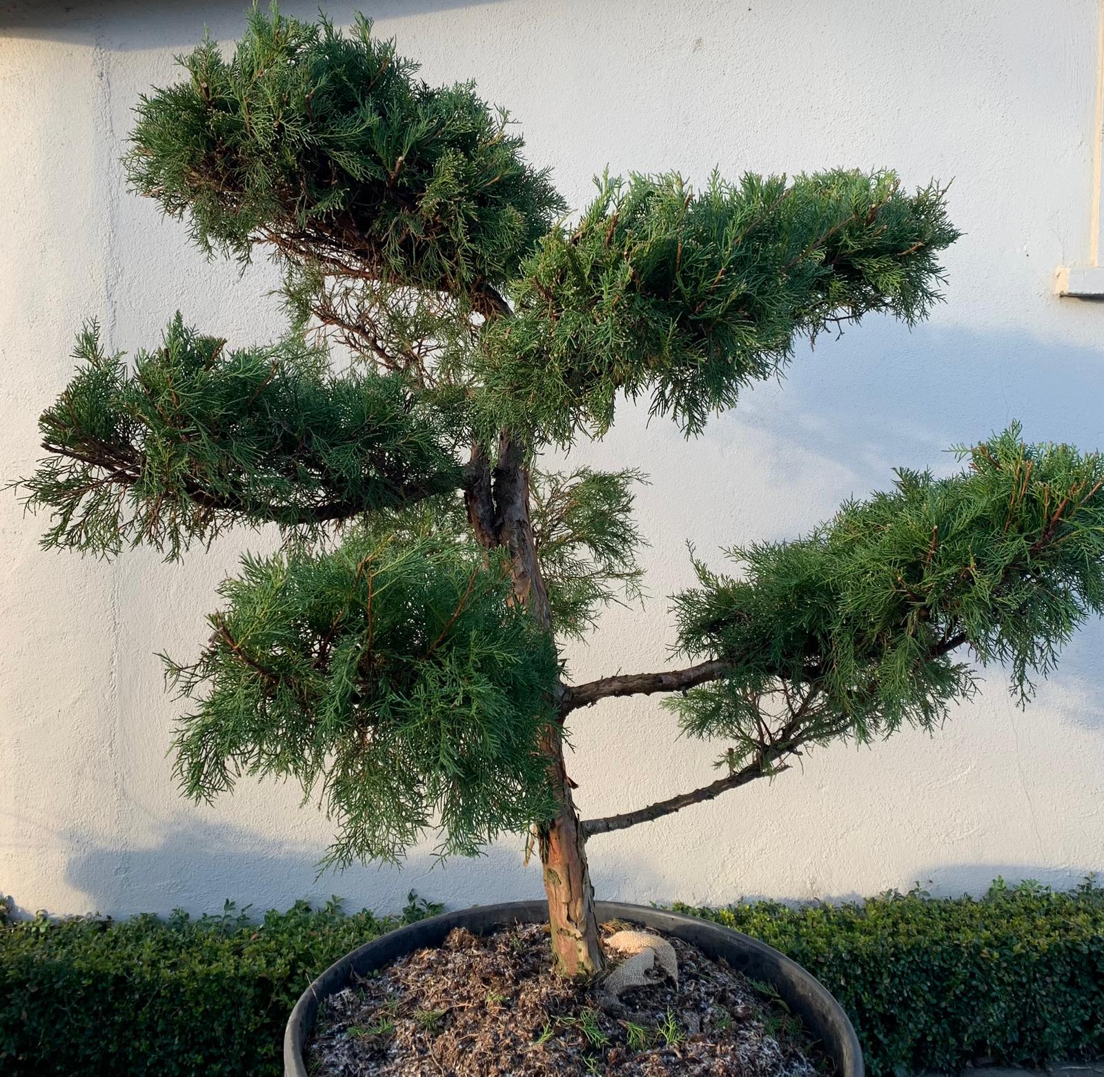Juniper x media Mint Julep Bonsai Caragh Nurseries