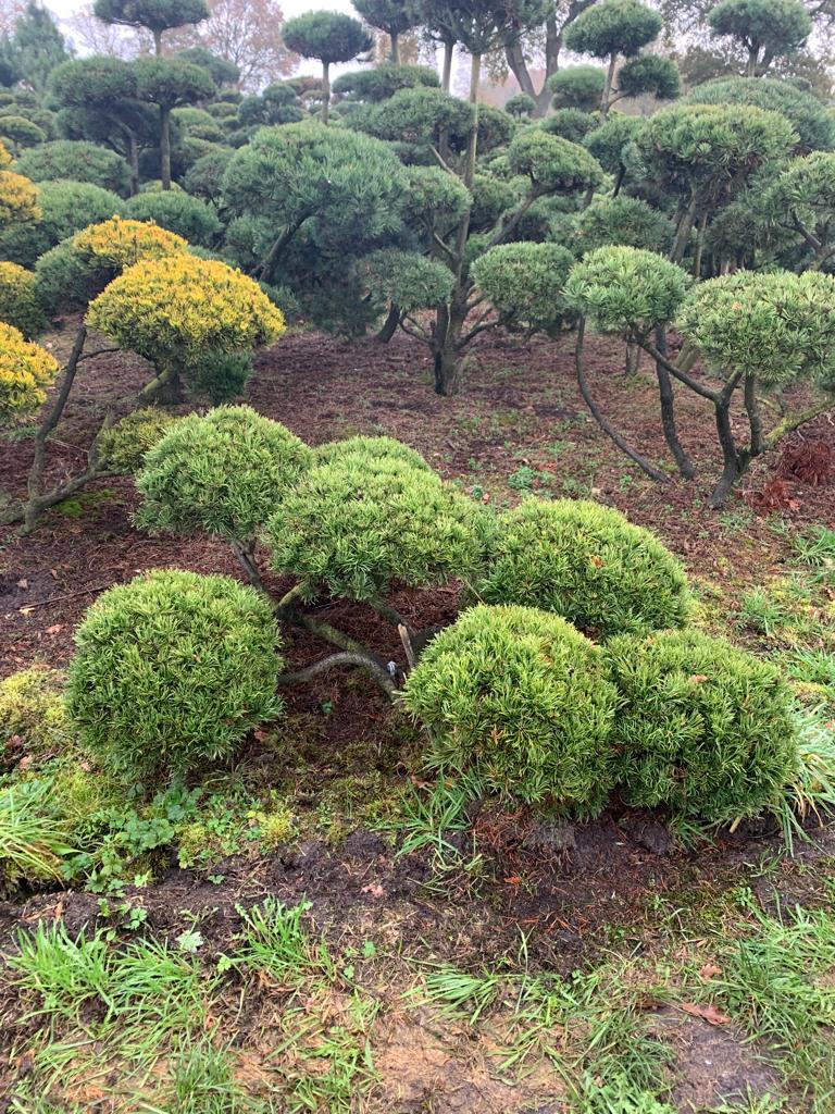 Jniper Hetzii | Caragh Nurseries