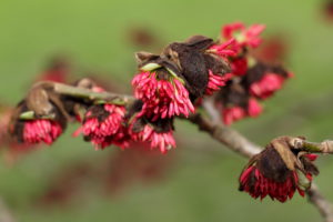 Parrotia persica Winter blooms of the Persian ironwood tree January UK garden | Caragh Nurseries