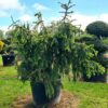 Picea abies 'Acrocona' - Image 2