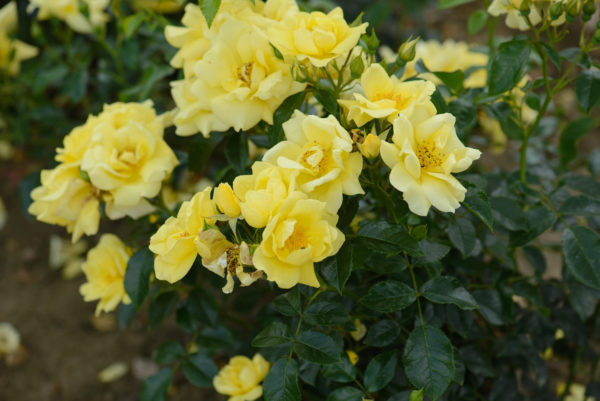 Rosa Flower Carpet Gold