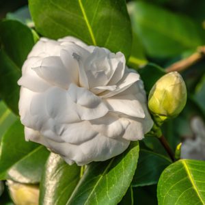 Camellia japonica 'Snow White'