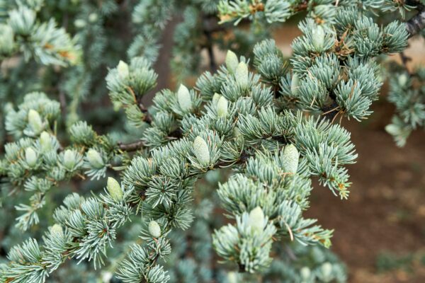 Cedrus atlantica Glauca Specimen