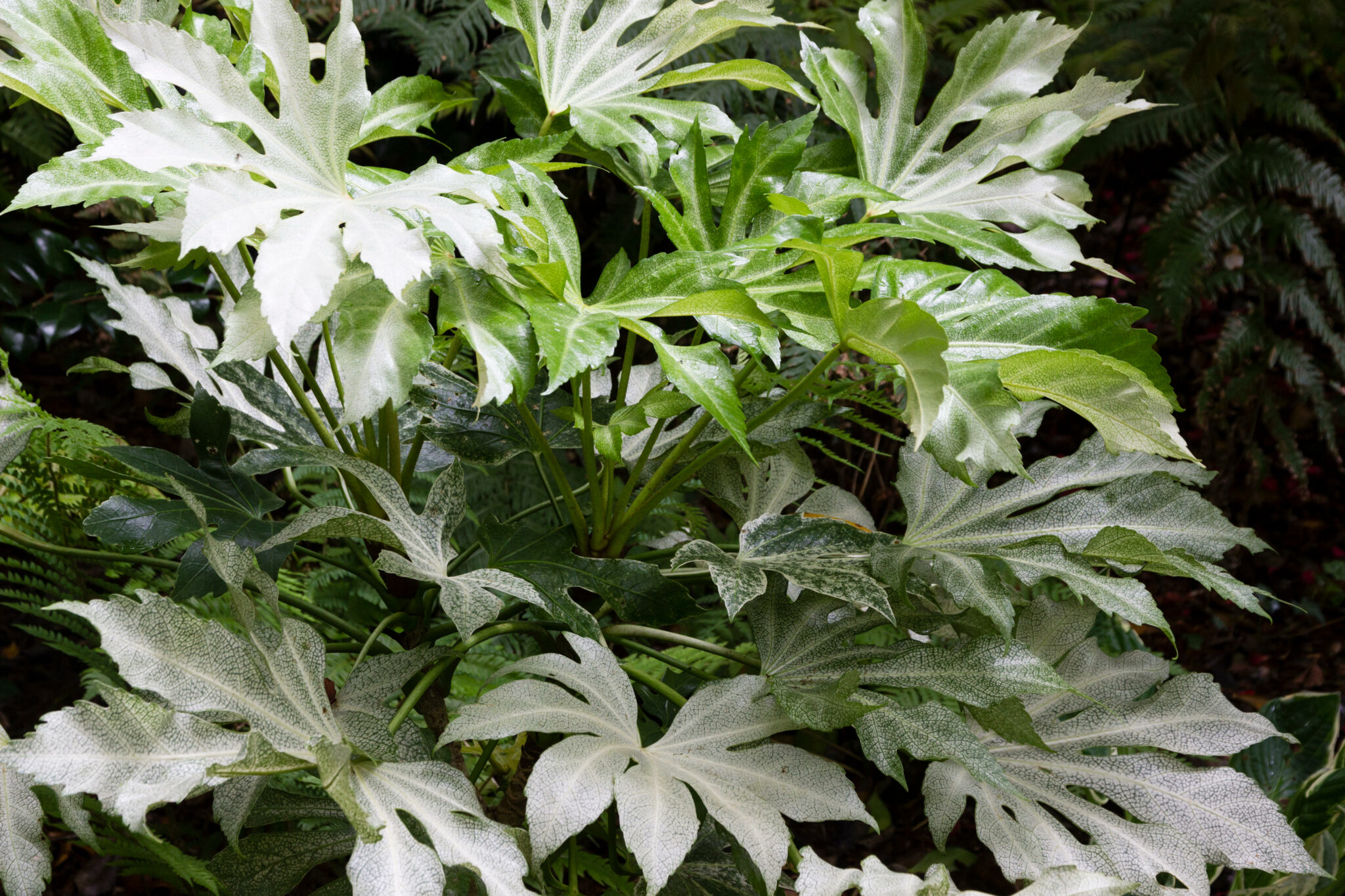 Fatsia japonica ‘Spiders ’ Caragh Nurseries