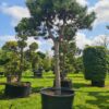 Pinus nigra nigra Form - Image 2