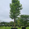 Platanus acerifolia / London Plane Specimen Tree