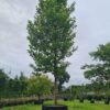 Platanus acerifolia / London Plane Specimen Tree - Image 2