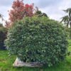 Rhododendron 'Cunningham's White' Specimen - Image 2