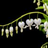 Dicentra spectabilis 'Alba' - 2L