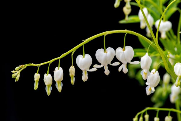 Dicentra spectabilis 'Alba'