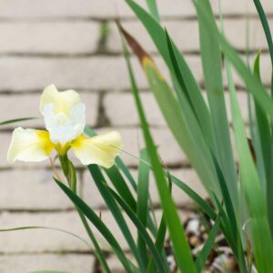 Iris siberica 'Butter and Sugar'