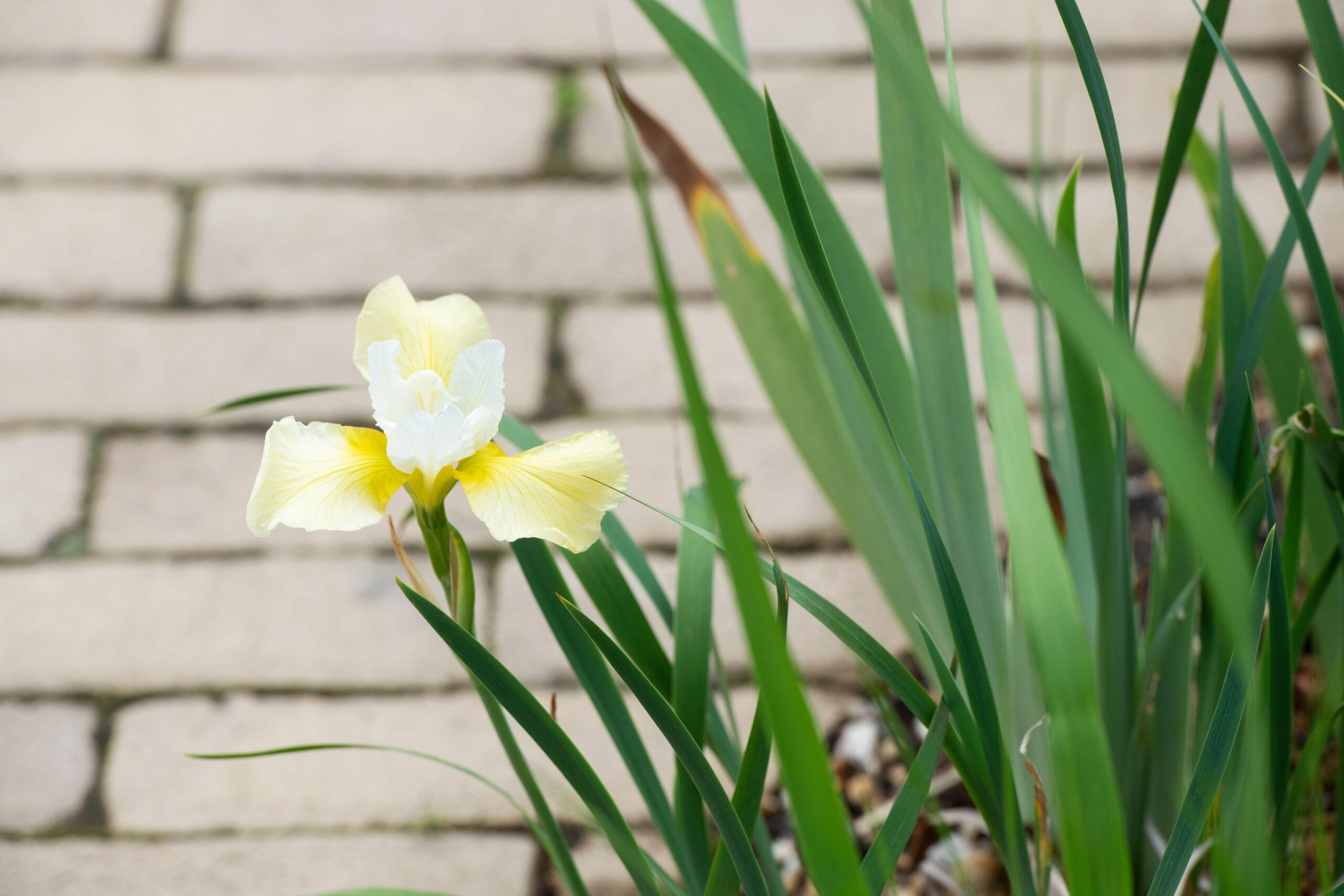 Iris siberica 'Butter and Sugar'