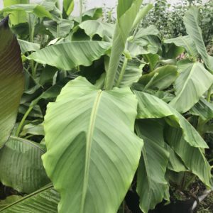 Musa (Musella) lasiocarpa / Chinese Dwarf Banana Plant
