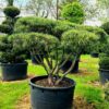 Pinus densiflora 'Umbraculifera' Bonsai