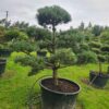 Pinus mugo Specimen Bonsai - Image 2