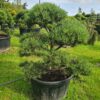 Pinus mugo Specimen Bonsai - Image 4