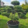 Pinus mugo Specimen Bonsai - Image 5