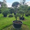 Pinus mugo Specimen Bonsai - Image 6