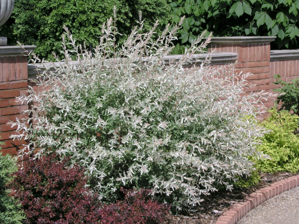 Salix integra ‘HakuroNishiki’ Caragh Nurseries