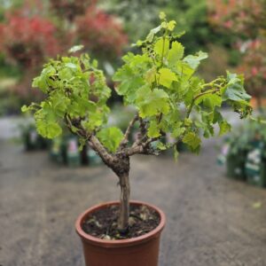 Vitis vinifera, 1/4 standard grape vine, dwarf grape vine