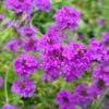 Verbena rigida Santos - 2L pot