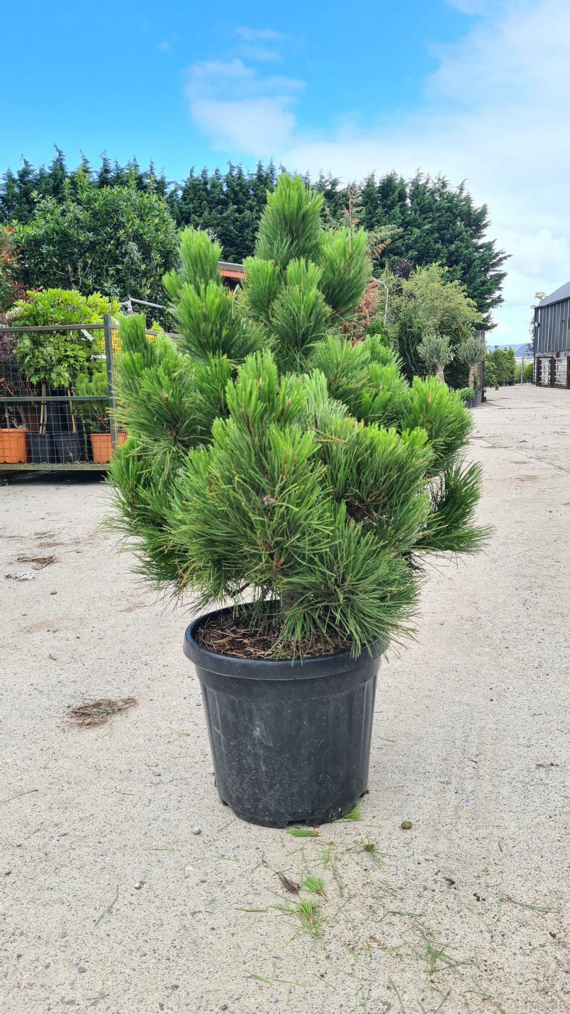 Pinus Nigra Nana Dwarf Black Pine Caragh Nurseries