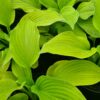 Hosta August Moon - Image 2
