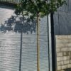 Morus alba - Roof Form
